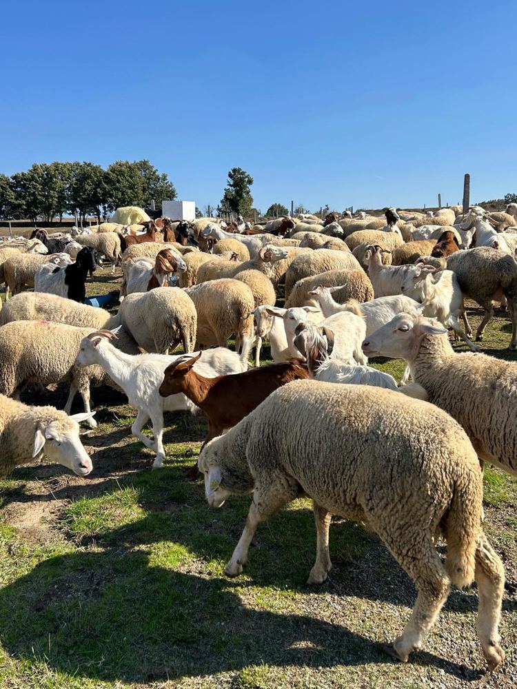 Merinos koyun ve yerli keçi sürüsü, Kapaklı Adak Tekirdağ
