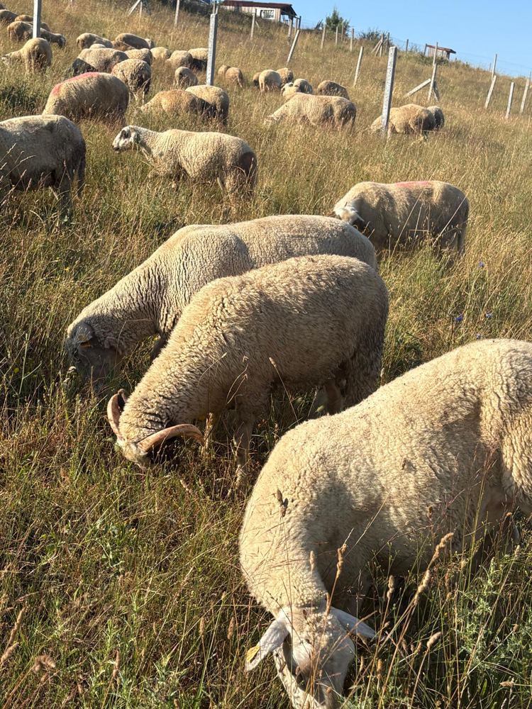 Meradaki merinos koyunlar, kurbanlık ve adaklık, Tekirdağ